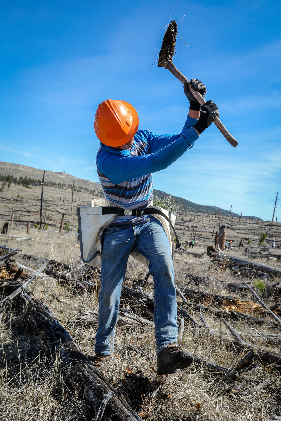 Jasper Fire Tree Planting